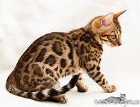 Bengal Kitten rosetted